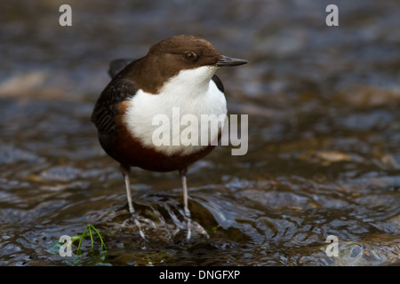 Weiße-throated Wasseramseln (Cinclus Cinclus), Dovedale, Derbyshire Stockfoto