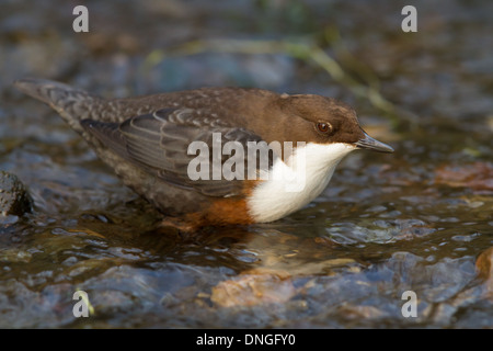 Weiße-throated Wasseramseln (Cinclus Cinclus), Dovedale, Derbyshire Stockfoto