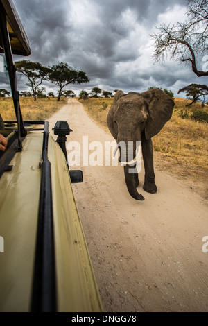 Elefanten in der Nähe von Auto Safari im Tarangire Nationalpark, Tansania Stockfoto