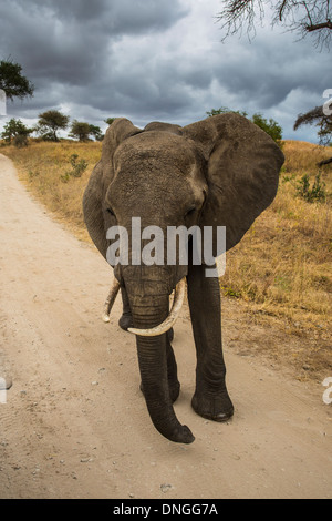 Elefanten in der Nähe von Auto Safari im Tarangire Nationalpark, Tansania Stockfoto