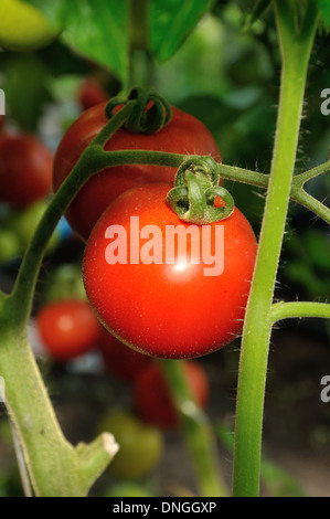 Zwei Reife rote Tomaten auf den Pflanzenbau Stockfoto