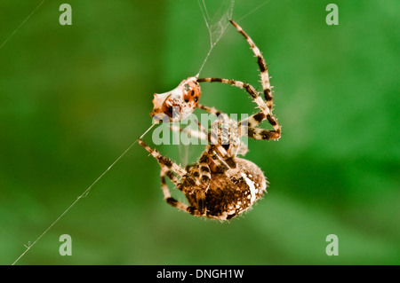 Ein Orb Spider spritzt Venom und fallen einen Marienkäfer hüllt seine Opfer in Seidenfäden. (Nahaufnahme / Makro-Objektiv sehen). 2 von 5 Stockfoto