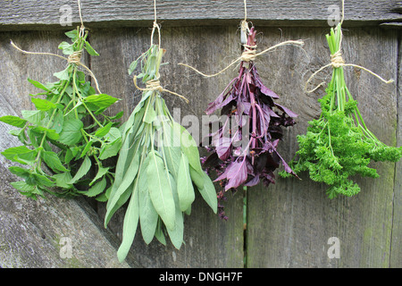 Frische Kräuter zum Trocknen aufhängen Stockfoto