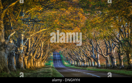 Allee der Buche auf der B3082 Straße, in der Nähe von Badbury Rings Blick nach Osten in Richtung Kingston Lacy House, Dorset, Großbritannien Stockfoto