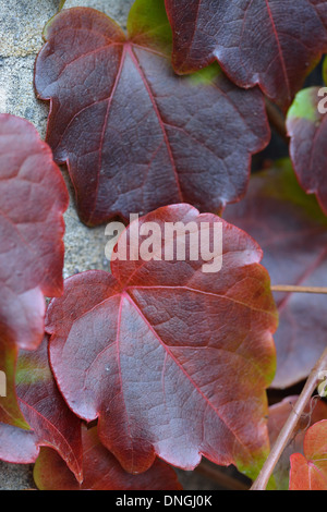 Die Wand der Efeu an den (aktiven) Amtsgericht im Schlosspark, Castle Hill, Lincoln. Stockfoto