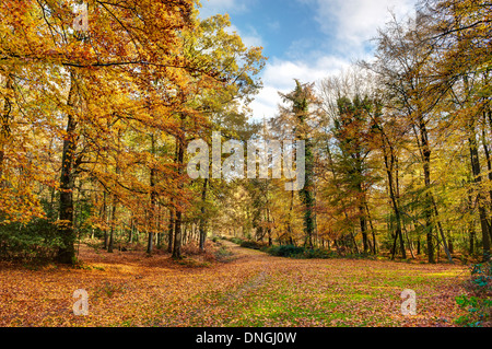 Gefallen, New Forest Herbstfarben Stockfoto