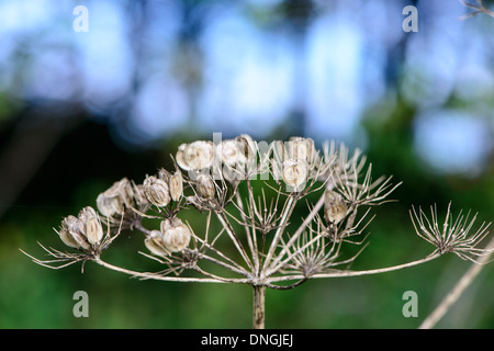 Kuh-Petersilie, getrocknete Samen Kopf blau-grünen Hintergrund. Stockfoto