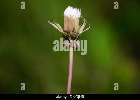 Löwenzahn Samen Kopf vor lebendigen grünen und gelben Hintergrund. Stockfoto