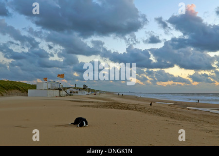 Border-Collie wartet auf seinen Besitzer, am Strand von Katwijk Zuid-Holland, Niederlande Stockfoto
