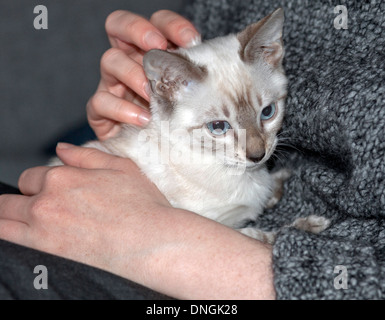 Bengal Kätzchen auf einer Frau Schoß. Stockfoto