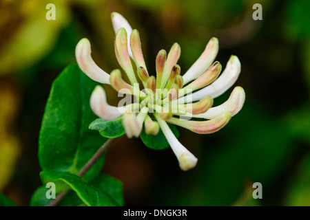 Späten Herbst Geißblatt vor dem gesprenkelten Hintergrund grün, gelb und braun. Stockfoto