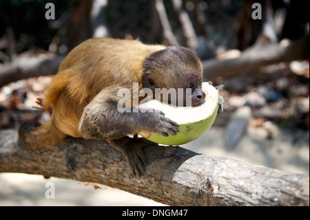 Wilde brasilianische Affen essen frisch geschnittene Haf Kokosnuss stehend auf Baum Stockfoto