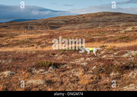 Jagdhund, Jagdhund, Englisch Setter einstellen einen Spiel Vogel, Auerhahn, in eine herbstliche Landschaft am Storwartz, Røros, Norwegen Stockfoto