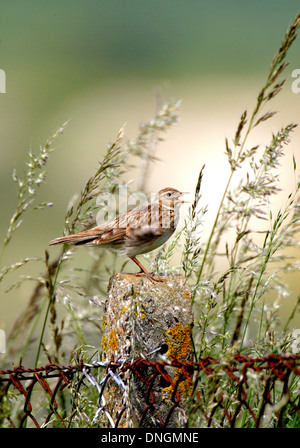 Feldlerche (Alauda Arvensis), im Lied thront auf einem Zaunpfahl, mit Gräsern. Mill Hill, Shoreham-by Sea, West Sussex. 2003. Stockfoto