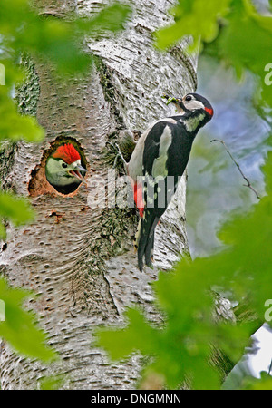 Great spotted Woodpecker (Dendrocopus großen) Fütterung junge im nest Stockfoto