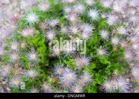 Teppich aus weißen und rosa Blüten der Spinne. Stockfoto