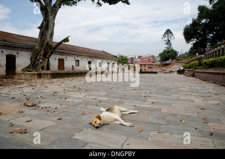 Ein schlafender streunender Hund im Pashupathinah-Tempel, Kathmandu, Nepal Stockfoto