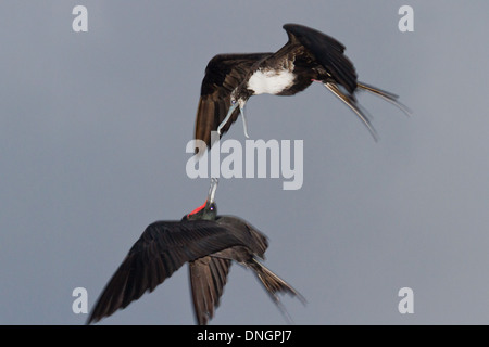 Fregattvögel im Flug über ein bewölkter Himmel in San Pedro Belize Stockfoto