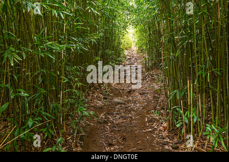 Der magische Bambus Wald Maui in der Nähe von Na'ili'Ili Haele auf der Straße nach Hana. Stockfoto