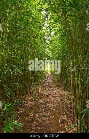 Der magische Bambus Wald Maui in der Nähe von Na'ili'Ili Haele auf der Straße nach Hana. Stockfoto