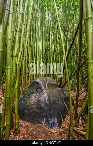 Der magische Bambus Wald Maui in der Nähe von Na'ili'Ili Haele auf der Straße nach Hana. Stockfoto