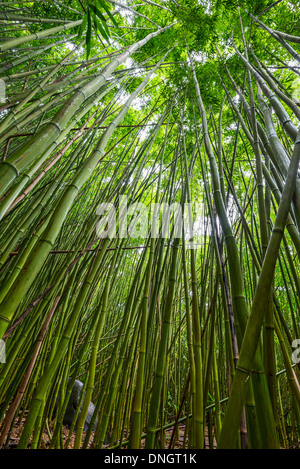 Der magische Bambus Wald Maui in der Nähe von Na'ili'Ili Haele auf der Straße nach Hana. Stockfoto