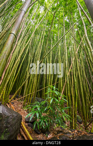 Der magische Bambus Wald Maui in der Nähe von Na'ili'Ili Haele auf der Straße nach Hana. Stockfoto