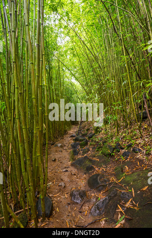 Der magische Bambus Wald Maui in der Nähe von Na'ili'Ili Haele auf der Straße nach Hana. Stockfoto