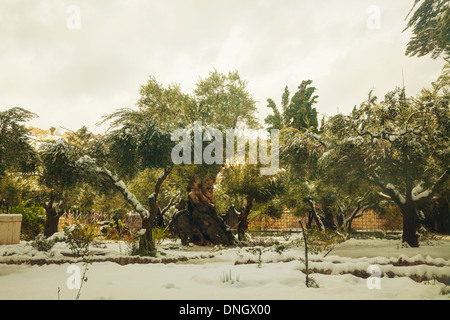 Der Garten Getsemani in Jerusalem mit Oliven mit Schnee bedeckt Stockfoto