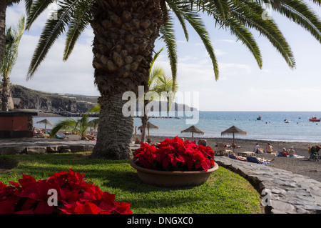 Weihnachtsstern-Pflanzen auf der Promenade am Strand von Playa San Juan, Teneriffa, Kanarische Inseln, Spanien Stockfoto