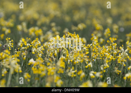 Bereich der Schlüsselblumen (Primula Veris) im zeitigen Frühjahr. Dorset, UK. Stockfoto