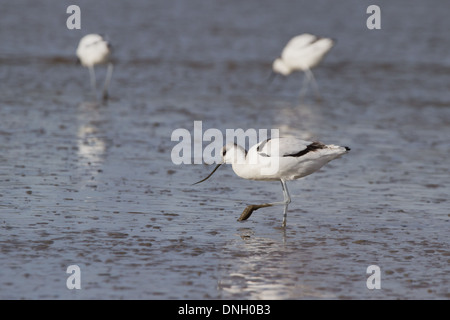 Junge Säbelschnäbler (Recurvirostra Avosetta) im intertidal Wattenmeer. Hafen von Poole, Dorset, UK. Stockfoto