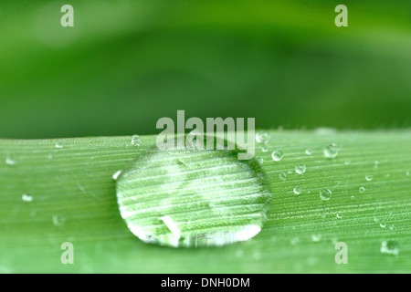 Tropfen Wasser auf Blatt. Klar und Transparenz Frische. Beauty und Wellness Stockfoto