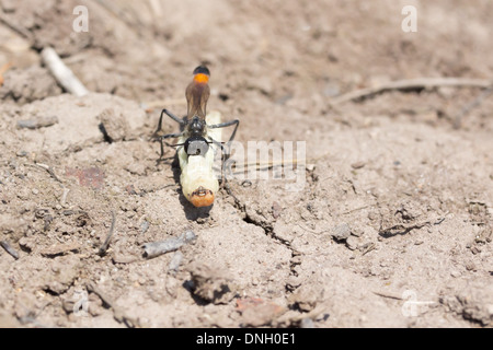 Sand Digger Wespe (Ammophila Sabulosa) mit gelähmte Raupe Beute. Surrey, UK. Stockfoto