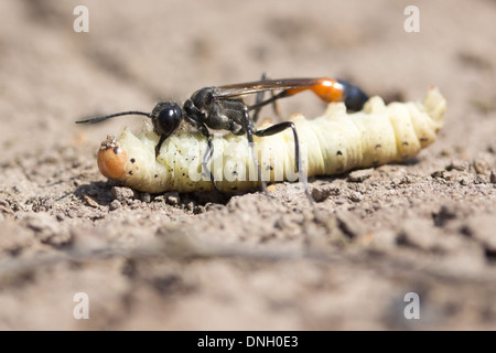 Sand Digger Wespe (Ammophila Sabulosa) mit gelähmte Raupe Beute. Surrey, UK. Stockfoto