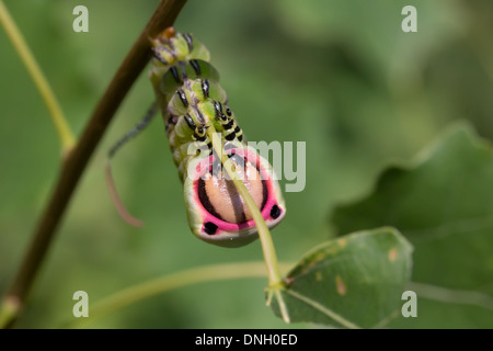 Puss Moth Raupe (Cerura Vinula) auf Aspen. Surrey, UK. Stockfoto