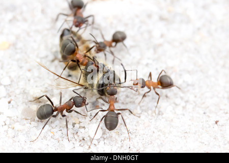 Waldameisen (Formica Rufa) Ringen mit Biene-Kadaver. Dorset, UK. Stockfoto