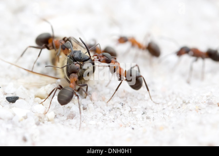 Waldameisen (Formica Rufa) Ringen mit Biene-Kadaver. Dorset, UK. Stockfoto