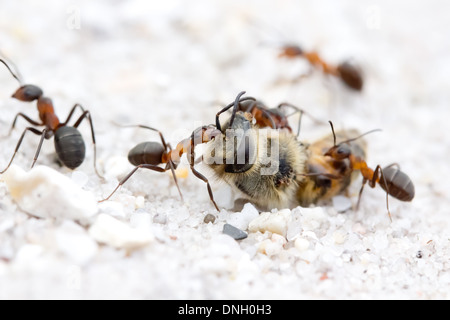 Waldameisen (Formica Rufa) Ringen mit Biene-Kadaver. Dorset, UK. Stockfoto