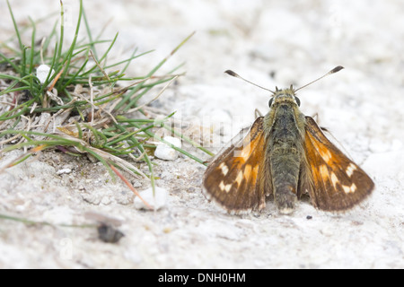 Silber-spotted Skipper (Hesperia Komma) auf Kreide Downland. Surrey, UK. Stockfoto