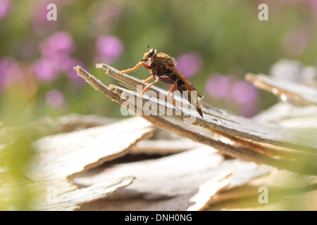 Hornet Robberfly (Asilus Crabroniformis) auf Heideland. Surrey, UK. Stockfoto