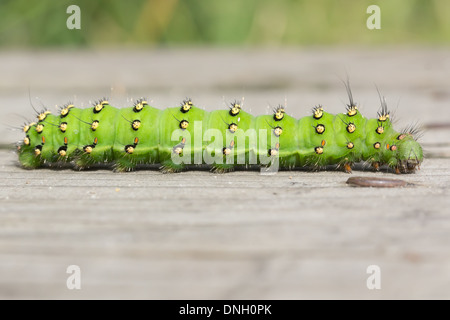 Kaiser-Motte Raupe (Saturnia Pavonia) am Boardwalk. Surrey, UK. Stockfoto