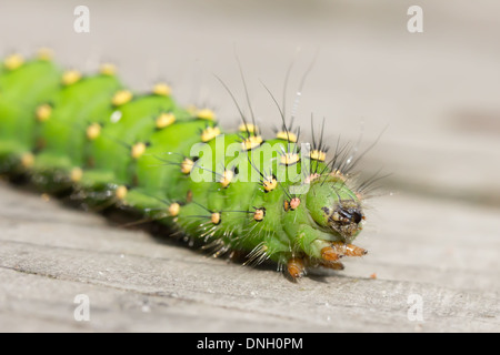 Kaiser-Motte Raupe (Saturnia Pavonia) am Boardwalk. Surrey, UK. Stockfoto