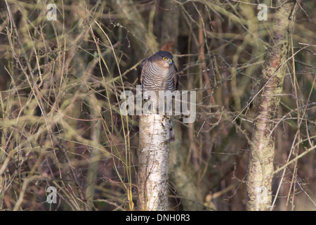 Männliche Sperber (Accipter Nisus) thront im Wald. Surrey, UK. Stockfoto