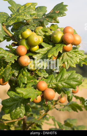 Marmor-Gallen (Andricus Kollari) an Gestrüpp Eiche. Surrey, UK. Stockfoto