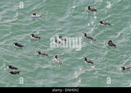 Razrobills (Alca Torda) und Trottellumme (Uria Aalge) am Meer. Dorset, UK. Stockfoto