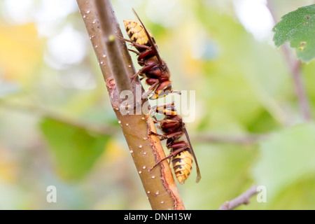 Hornissen (Vespa Crabro) Abisolieren Rinde von Birken Bäumchen und Sap zu trinken. Surrey, UK. Stockfoto