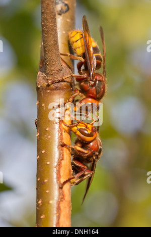 Hornissen (Vespa Crabro) Abisolieren Rinde von Birken Bäumchen und Sap zu trinken. Surrey, UK. Stockfoto