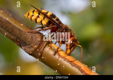 Hornisse (Vespa Crabro) Abisolieren Rinde von Birken Bäumchen und Sap zu trinken. Surrey, UK. Stockfoto