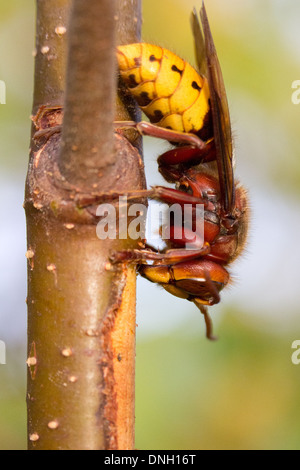 Hornisse (Vespa Crabro) Abisolieren Rinde von Birken Bäumchen und Sap zu trinken. Surrey, UK. Stockfoto